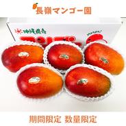 予約開始！【御中元・夏ギフト】　朝採り　沖縄県産　完熟マンゴー　アップルマンゴー　2～2.5KG（4～5玉） 2～2.5KG 果物や野菜などのお取り寄せ宅配食材通販産地直送アウル