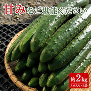 【個包装】苦味のない甘いきゅうり１８本 １８本／６袋 果物や野菜などのお取り寄せ宅配食材通販産地直送アウル