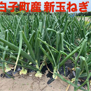 白子町産 新玉ねぎ（ソニック）10kg ｜ 野菜/玉ねぎ 産直アウル 農家
