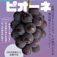 朝穫れ新鮮】あづましずく約1kgご家庭用 ｜ 果物/ぶどう 産直アウル