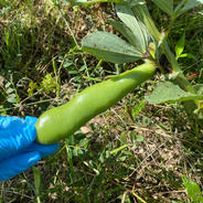 【アウルの日】上氣元なそら豆 500g 果物や野菜などのお取り寄せ宅配食材通販産地直送アウル