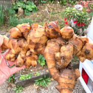 高知県産 朝採り新生姜3キロ 訳あり | 野菜/薬味 産直アウル 農家から