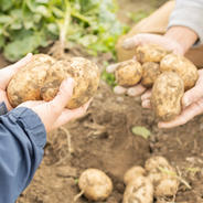 自然栽培じゃがいも(デジマ）9.3kg じゃがいも9.3kg 果物や野菜などのお取り寄せ宅配食材通販産地直送アウル