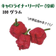 北海道 ハウス栽培 ハバネロ 1kg 赤 ｜ 野菜/スパイス 産直アウル