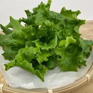 「キレイな」リーフレタス【大ぶり10株】 10株（1株あたり平均120ｇ） 果物や野菜などのお取り寄せ宅配食材通販産地直送アウル