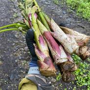 栽培ヨモギ 2.0kg 栽培時無農薬 【栽培よもぎ 入浴用にもおすすめ