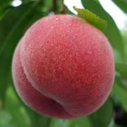 桃 早生品種おまかせ 通常品 1.8kg(6～9個)  朝採り発送 約1.8kg(6～9個) 果物や野菜などのお取り寄せ宅配食材通販産地直送アウル