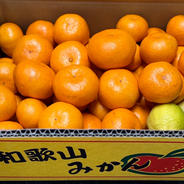 訳あり・サイズ混合】希少みかん！和歌山オリジナル品種「YN26