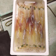 漁師直送のイカはイカがですか 1kg前後 果物や野菜などのお取り寄せ宅配食材通販産地直送アウル