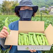 朝採り直送！節減対象農薬・化学肥料不使用♪ 今が旬の『そら豆(ソラマメ)』 1.4kg そら豆　1.4kg 果物や野菜などのお取り寄せ宅配食材通販産地直送アウル