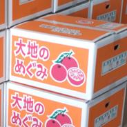 おおのこ農園最強クラスの高糖度【石地】 １０㌔ 果物や野菜などのお取り寄せ宅配食材通販産地直送アウル