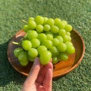 【数量限定】むぎゅっと濃い果汁！シャインマスカット２房 2房（約1000ｇ） 果物や野菜などのお取り寄せ宅配食材通販産地直送アウル