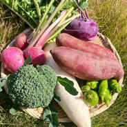 冬野菜詰め合わせ | 野菜/野菜セット・詰め合わせ 産直アウル 農家から