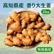 特別栽培 高知県産 香り大生姜 300g | 野菜/薬味 産直アウル 農家から
