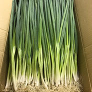 ネギ好き必見！【国産新鮮青ネギ】3kg/兵庫県産 3kg 果物や野菜などのお取り寄せ宅配食材通販産地直送アウル