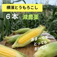 2027年8月予定】生が甘くて美味しい 新鮮『横濱とうもろこし』 10本
