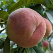 【あかつき】家庭用🍑3kg陽射しを浴びた果汁たっぷり桃 3kg 果物や野菜などのお取り寄せ宅配食材通販産地直送アウル