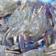 生冷ワタリガニ2kg詰（5-17尾入）北海道 ｜ 魚介類/カニ 産直アウル