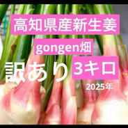 農家直送 高知県産新生姜訳あり品3キロ | 野菜/薬味 産直アウル 農家
