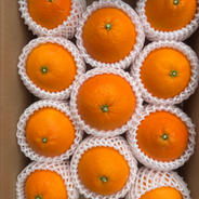 選果落ち 訳あり品 熊本県産 ジューシーオレンジ みかん 約8kg 【002