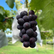 山梨県産】巨峰(種無し)2kg（5〜7房）山梨県南アルプス市産【常温便