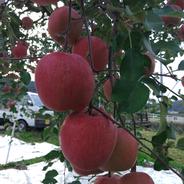 家庭用のりんご🍎サンふじ🍎大玉～中玉サイズ14玉入り ｜ 果物