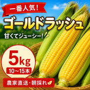 和歌山県産 ゴールドラッシュ ヤングコーン 50本 ｜ 野菜/とうもろこし