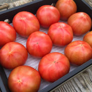 【特選】赤採りトマト約1.2kg 1.2kg 果物や野菜などのお取り寄せ宅配食材通販産地直送アウル