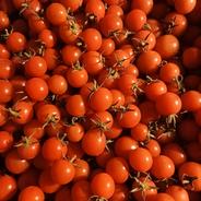 食品 【当日朝採り】甘さが弾けるミニトマト！クリーンなハウス水耕栽培
