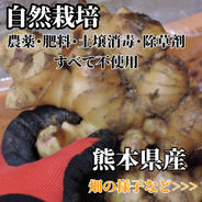囲い生姜 農薬肥料栽培期間中不使用 露地栽培 熊本県産 1kg ｜ 野菜