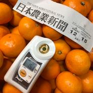 黄紅混合】木成り八朔”さつき”（4kg） ｜ 果物/オレンジ・その他みかん