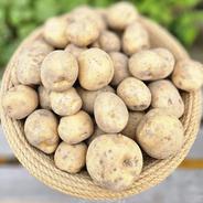 木須農園 紫玉ねぎ 5キロ ｜ 野菜/玉ねぎ 産直アウル 農家・漁師など