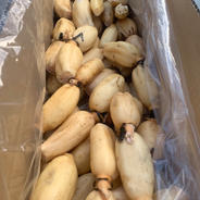 連島れんこん　   4キロ入 4キロ 果物や野菜などのお取り寄せ宅配食材通販産地直送アウル