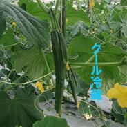 新鮮キュウリ2㎏(19本前後)【クール冷蔵】【日時指定可】【特別栽培農産物】 2㎏(19本前後) 果物や野菜などのお取り寄せ宅配食材通販産地直送アウル