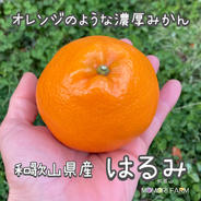 ギフト】 L〜2L 約5kg 農家直送 和歌山県産 濃厚みかん はるみ ｜ 果物