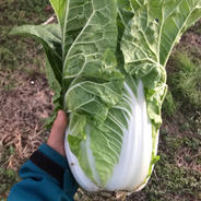 使いやすいサイズ感！ミニ白菜3玉 3玉 果物や野菜などのお取り寄せ宅配食材通販産地直送アウル
