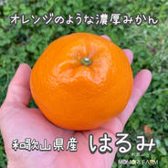 【おつまみ】はるみ3Kg+M甘平3Kg+お任せ3Kg　同梱発送 ギフト M 】約3kg 農家直送 和歌山県産 濃厚みかん はるみ ｜ 果物