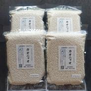 2025年産もち米（モチミノリ）4.2kg 白米 ｜ 米・穀物/もち米 産直