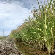 玄米30kg】令和7年度宮城県大崎産ひとめぼれ「環境保全米」 ｜ 米