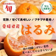 国産アボカド 愛媛県産 島育ち 約1kg | 果物/その他果物 産直アウル