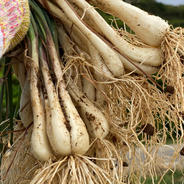 限定1点のみ販売👨‍🌾貴重な巨大らっきょう🌱 400g 果物や野菜などのお取り寄せ宅配食材通販産地直送アウル