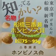 船橋三番瀬産ホンビノス貝(1個75～95g)30個入り 30個入り(1個75～95g) 果物や野菜などのお取り寄せ宅配食材通販産地直送アウル
