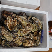 【お歳暮対応可】兵庫県相生産　殻付き生牡蠣3キロ　ナイフ付き 殻付き3キロ 果物や野菜などのお取り寄せ宅配食材通販産地直送アウル