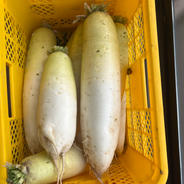訳あり大根 20㌔入 大特価品 島根県から全国へ | 野菜/大根 産直アウル