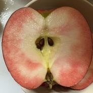 食品 青森県 南部地方産 硬い洋梨(バートレット)大きい順に総重量 約15㎏