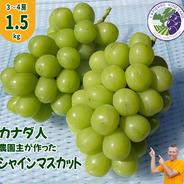 【カナダ人農園主の真心を込めた】シャインマスカット約1.5ｋｇ シャインマスカット約１．５ｋｇ 果物や野菜などのお取り寄せ宅配食材通販産地直送アウル