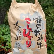 特別栽培米スーパーコシヒカリ「ミルコシ」 ５キロ 果物や野菜などのお取り寄せ宅配食材通販産地直送アウル