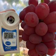 🍇秋ギフト🍇【限定30箱】圧倒的糖度を誇る幻の希少品種『富士の輝』甲州戦国ブランドの最高傑作大房2房【贈答用】🍇9月下旬発送【朝どれ高級ぶどう】【家庭用・贈り物】 幻の富士の輝大房2房 果物や野菜などのお取り寄せ宅配食材通販産地直送アウル