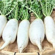 【おススメ野菜】大根　農薬不使用栽培 約4.5㎏（80㎝サイズ箱重量込み） 果物や野菜などのお取り寄せ宅配食材通販産地直送アウル
