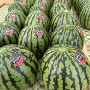 【あま～い小玉すいか】 あきた夏丸チッチェ🍉 ４玉 ご家庭用 L～2Lサイズ　４玉（約10㎏） 果物や野菜などのお取り寄せ宅配食材通販産地直送アウル